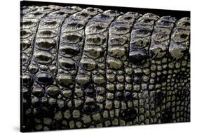 Crocodylus Porosus (Saltwater Crocodile) - Scales-Paul Starosta-Stretched Canvas