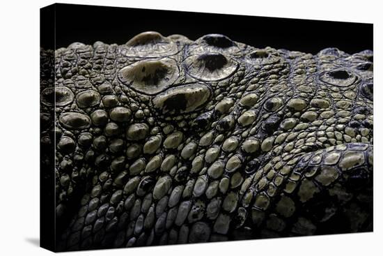 Crocodylus Porosus (Saltwater Crocodile) - Scales-Paul Starosta-Stretched Canvas