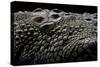 Crocodylus Porosus (Saltwater Crocodile) - Scales-Paul Starosta-Stretched Canvas