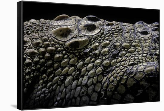 Crocodylus Porosus (Saltwater Crocodile) - Scales-Paul Starosta-Framed Stretched Canvas