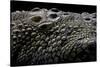 Crocodylus Porosus (Saltwater Crocodile) - Scales-Paul Starosta-Stretched Canvas