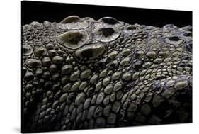 Crocodylus Porosus (Saltwater Crocodile) - Scales-Paul Starosta-Stretched Canvas