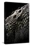 Crocodylus Porosus (Saltwater Crocodile) - Scales-Paul Starosta-Stretched Canvas