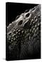 Crocodylus Porosus (Saltwater Crocodile) - Scales-Paul Starosta-Stretched Canvas