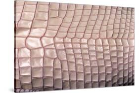 Crocodylus Porosus (Saltwater Crocodile) - Scales-Paul Starosta-Stretched Canvas