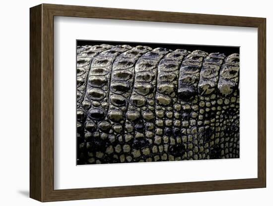 Crocodylus Porosus (Saltwater Crocodile) - Scales-Paul Starosta-Framed Photographic Print