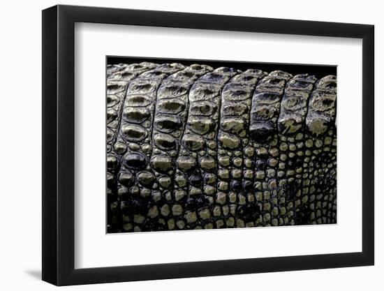 Crocodylus Porosus (Saltwater Crocodile) - Scales-Paul Starosta-Framed Photographic Print