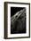 Crocodylus Porosus (Saltwater Crocodile) - Scales-Paul Starosta-Framed Photographic Print