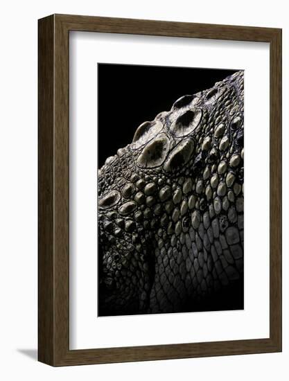 Crocodylus Porosus (Saltwater Crocodile) - Scales-Paul Starosta-Framed Photographic Print