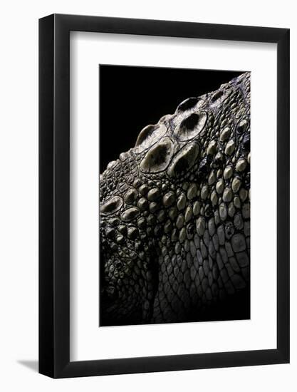 Crocodylus Porosus (Saltwater Crocodile) - Scales-Paul Starosta-Framed Photographic Print