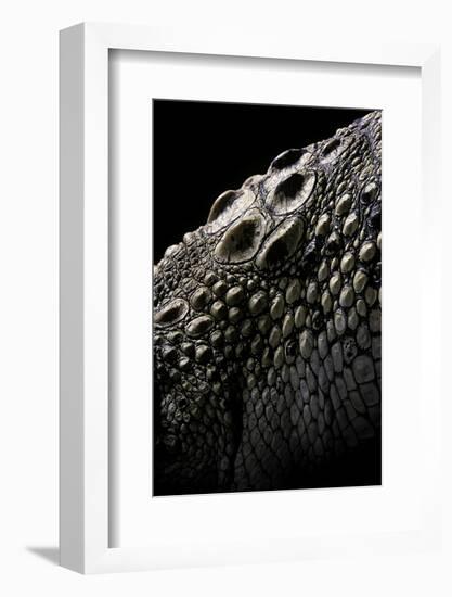 Crocodylus Porosus (Saltwater Crocodile) - Scales-Paul Starosta-Framed Photographic Print