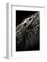 Crocodylus Porosus (Saltwater Crocodile) - Scales-Paul Starosta-Framed Photographic Print