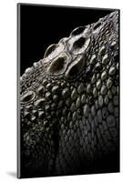 Crocodylus Porosus (Saltwater Crocodile) - Scales-Paul Starosta-Mounted Photographic Print