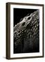 Crocodylus Porosus (Saltwater Crocodile) - Scales-Paul Starosta-Framed Photographic Print