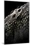 Crocodylus Porosus (Saltwater Crocodile) - Scales-Paul Starosta-Mounted Photographic Print