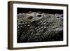 Crocodylus Porosus (Saltwater Crocodile) - Scales-Paul Starosta-Framed Photographic Print