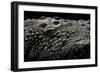 Crocodylus Porosus (Saltwater Crocodile) - Scales-Paul Starosta-Framed Photographic Print