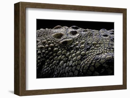 Crocodylus Porosus (Saltwater Crocodile) - Scales-Paul Starosta-Framed Photographic Print