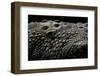 Crocodylus Porosus (Saltwater Crocodile) - Scales-Paul Starosta-Framed Photographic Print