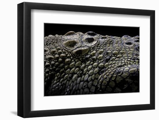 Crocodylus Porosus (Saltwater Crocodile) - Scales-Paul Starosta-Framed Photographic Print