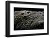 Crocodylus Porosus (Saltwater Crocodile) - Scales-Paul Starosta-Framed Photographic Print