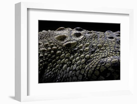 Crocodylus Porosus (Saltwater Crocodile) - Scales-Paul Starosta-Framed Photographic Print