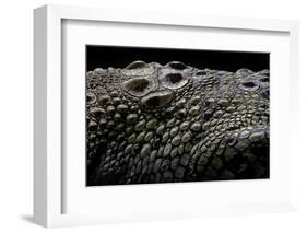 Crocodylus Porosus (Saltwater Crocodile) - Scales-Paul Starosta-Framed Photographic Print