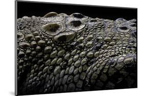 Crocodylus Porosus (Saltwater Crocodile) - Scales-Paul Starosta-Mounted Photographic Print