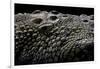 Crocodylus Porosus (Saltwater Crocodile) - Scales-Paul Starosta-Framed Photographic Print