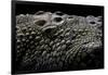 Crocodylus Porosus (Saltwater Crocodile) - Scales-Paul Starosta-Framed Photographic Print