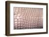 Crocodylus Porosus (Saltwater Crocodile) - Scales-Paul Starosta-Framed Photographic Print