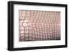 Crocodylus Porosus (Saltwater Crocodile) - Scales-Paul Starosta-Framed Photographic Print