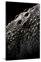 Crocodylus Porosus (Saltwater Crocodile) - Scales-Paul Starosta-Stretched Canvas