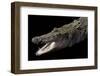 Crocodylus Porosus (Saltwater Crocodile)-Paul Starosta-Framed Premium Photographic Print