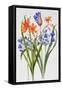 Crocosmia and Agapanthus-Sally Crosthwaite-Framed Stretched Canvas