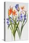 Crocosmia and Agapanthus-Sally Crosthwaite-Stretched Canvas