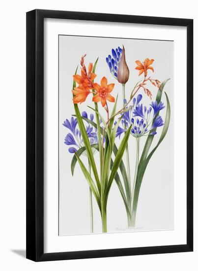 Crocosmia and Agapanthus-Sally Crosthwaite-Framed Giclee Print