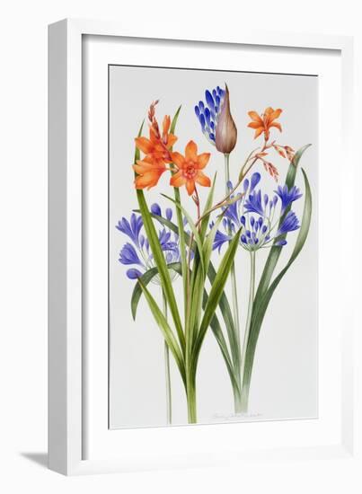 Crocosmia and Agapanthus-Sally Crosthwaite-Framed Giclee Print