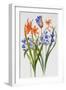 Crocosmia and Agapanthus-Sally Crosthwaite-Framed Giclee Print