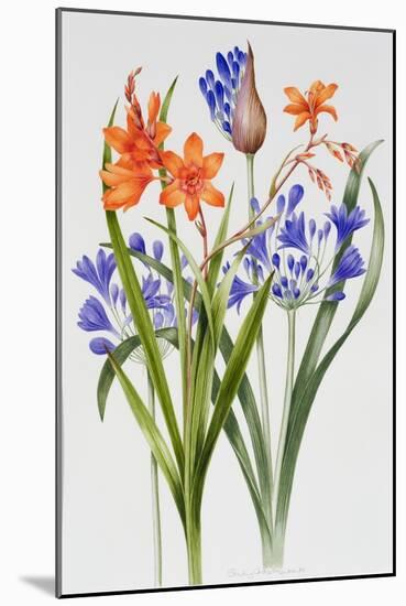 Crocosmia and Agapanthus-Sally Crosthwaite-Mounted Giclee Print