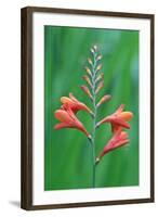 Crocosmia-Rob Tilley-Framed Photographic Print