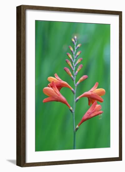 Crocosmia-Rob Tilley-Framed Photographic Print