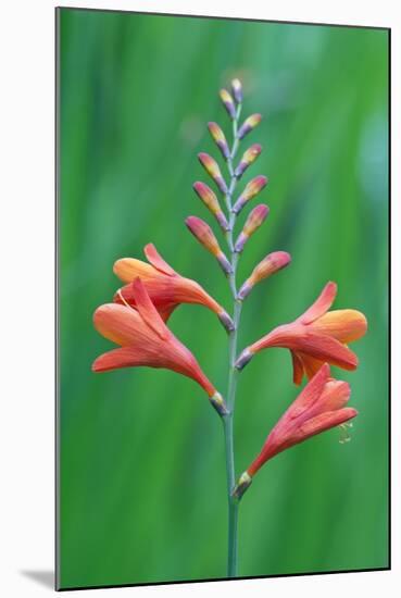 Crocosmia-Rob Tilley-Mounted Photographic Print