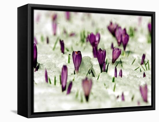 Crocus Blossoms Break Through the Snow Blanket-null-Framed Stretched Canvas