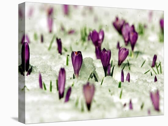 Crocus Blossoms Break Through the Snow Blanket-null-Stretched Canvas