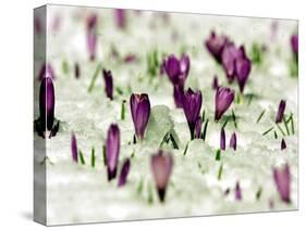 Crocus Blossoms Break Through the Snow Blanket-null-Stretched Canvas