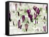 Crocus Blossoms Break Through the Snow Blanket-null-Framed Stretched Canvas