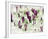 Crocus Blossoms Break Through the Snow Blanket-null-Framed Photographic Print