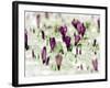 Crocus Blossoms Break Through the Snow Blanket-null-Framed Photographic Print