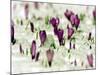 Crocus Blossoms Break Through the Snow Blanket-null-Mounted Photographic Print